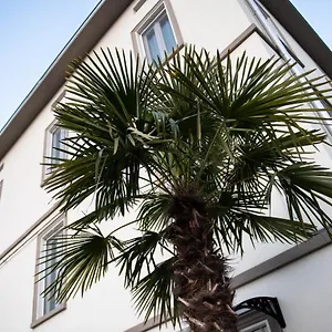Le Palme Maison d'hôtes